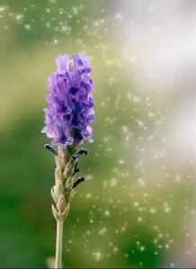 薰衣草的介绍