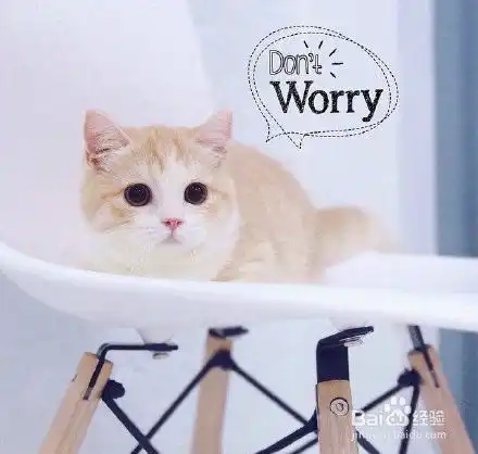 这么可爱的小奶猫,你一定被萌化