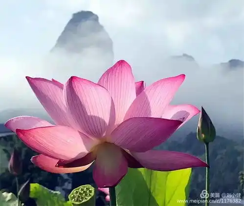 石城荷花始盛开,只为您的到来