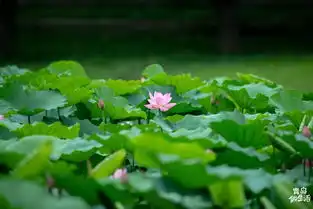 十里荷花初夏的李村河生态公园,美爆了