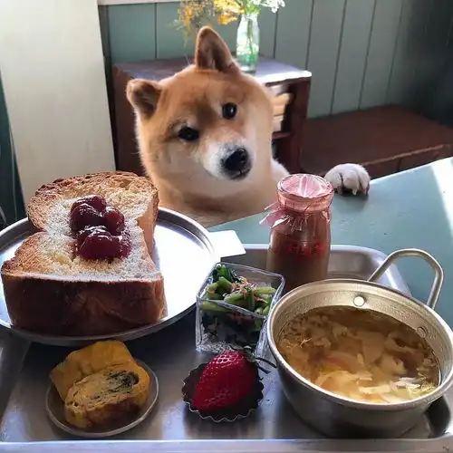 馋嘴柴犬走红网友柴犬有了,我去学做饭