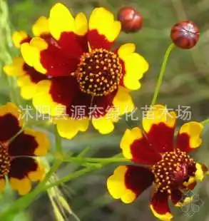 批发出口雪菊天山雪菊种子蛇目菊种子新疆雪菊种子花草种子