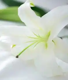 春天,宜拈花惹草