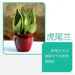 9款会吸毒的植物,选一盆搬回家吧