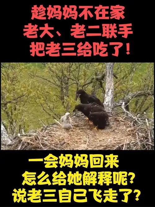趁鸟妈妈不在家,老大老二联手把老三吃了一会怎么给妈妈解释呢动物搞笑纪录片奇闻异事