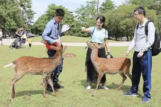 京都大阪丨四个追风少年的关西6日之旅