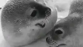 南澳大利亚的动物世界看考拉袋鼠海豹宝宝