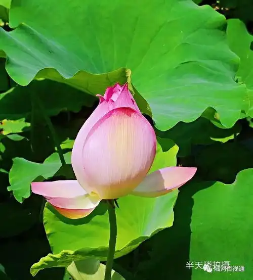 河口美丽乡村荷花开