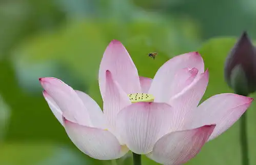 测试一个超长简介的文章