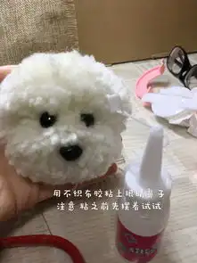 撸个毛球比熊