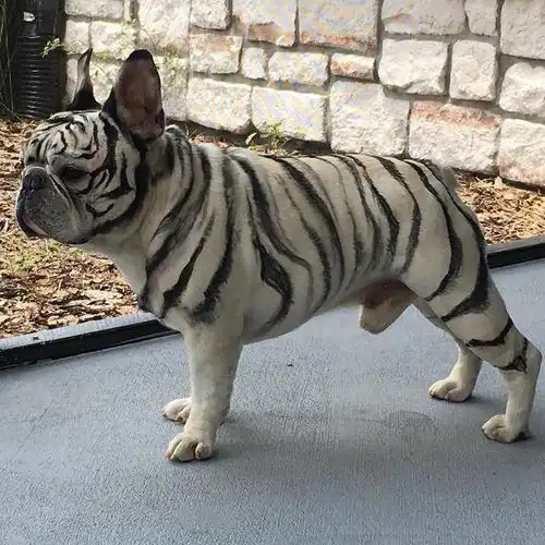 狗狗化妆一时爽,卸妆泪两行这只白虎斗牛犬腿有点短