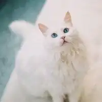 可爱的喵咪头像微信头像图片大全