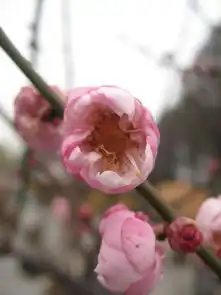 遨游东湖梅花节,怎赖不仕梅花开遨游仕评测