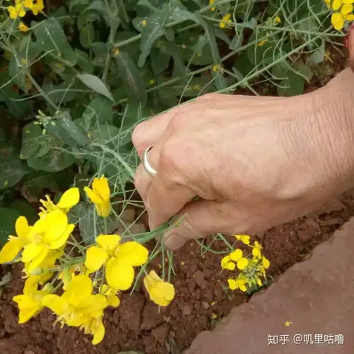 难道你爸妈的微信头像不是一朵荷花