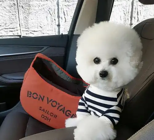 比熊犬爱你时,会对你做这几个动作,代表它爱上你了