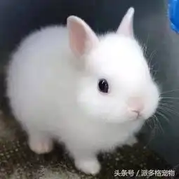 宠物界的网红,各个都是最洋气的存在