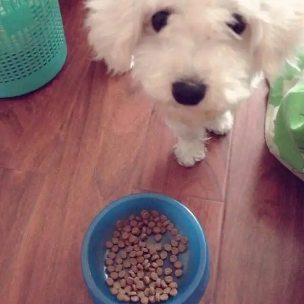 比熊非常挑食怎么办