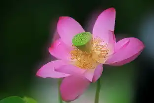 多重曝光拍荷花