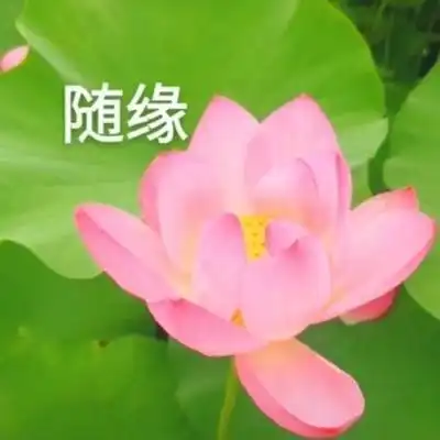 荷花头像带字图片微信头像荷花并配字