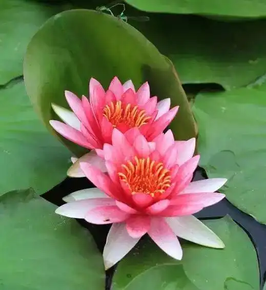 花园必备32种水中花,你家小院里有几种