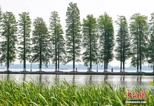 武汉东湖初夏绿意盎然5