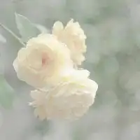 微信花朵图片大全微信头像图片大全