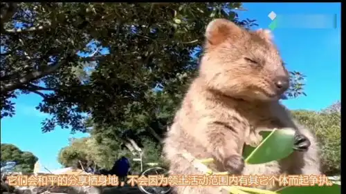世界上最快乐的袋鼠,短尾矮袋鼠