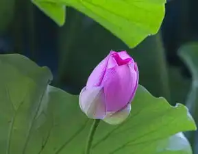 仲夏安阳洹园赏荷花