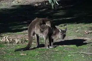 南澳大利亚,除了袋鼠考拉羊驼,还有葡萄酒和迷人的自然风光