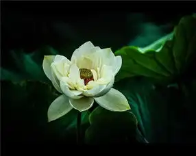 云南那么美最美在丘北