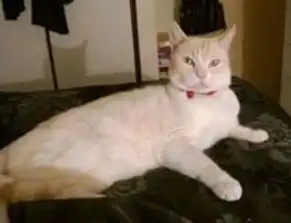 流浪猫咪超爱搞怪,总爱朝人吐舌头,新主人一眼就爱上了它