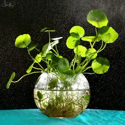 逆光铜钱草