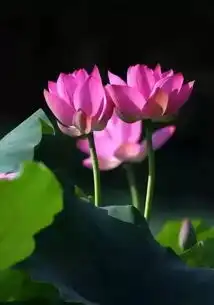 心如莲花,人生才会一路芬芳