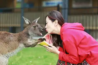 helen晓世界撩遍袋鼠考拉,品尝海鲜美酒自驾玩转南澳大利亚
