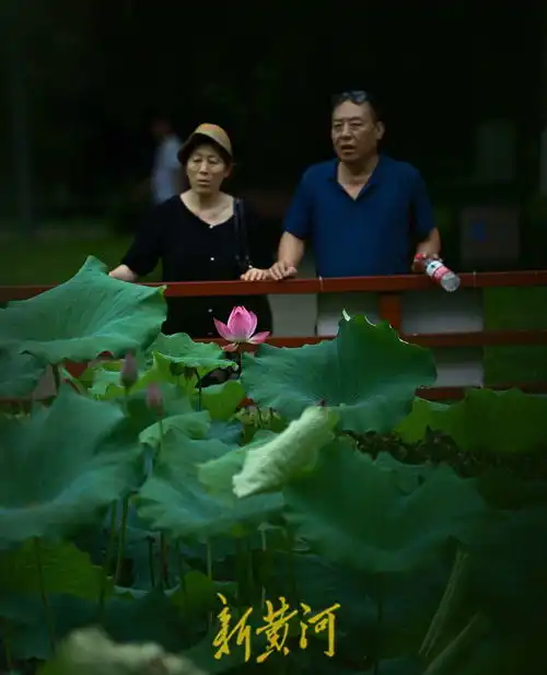 泉城夏至荷花美