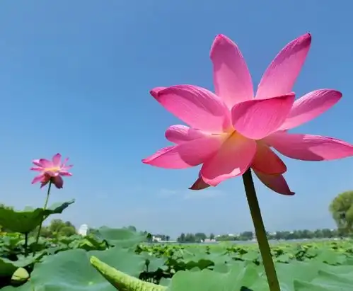 美不胜收延庆夏日赏荷攻略来了