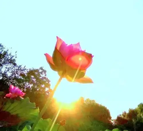 夏至,我朗诵荷花