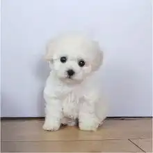 标题萌犬泰迪熊犬居家必备