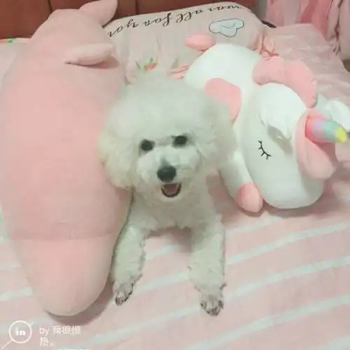麻烦大家能帮我看看我家比熊犬是纯的嘛为啥头这么小别人家以为我家养了只泰迪