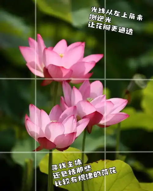 荷花拍出高级感,10个荷花摄影技巧,让你的荷花照片不平常