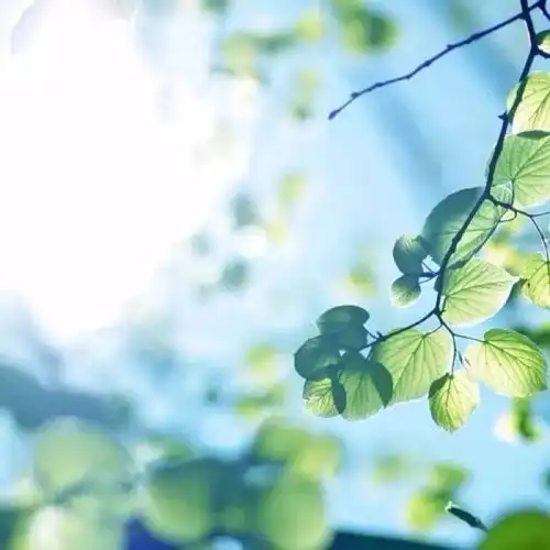 禅语原谅生活的不完美,善待生命的每一天