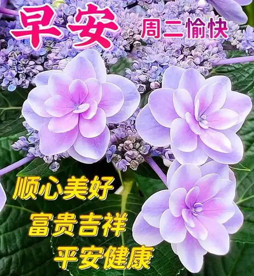 2023年8月1日周二早安漂亮图片问候祝福语