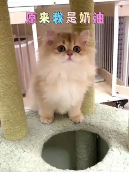 原来我是奶油,随随便便就发了长毛金渐层可爱到爆炸小奶猫的成长日记小奶猫紫金渐层