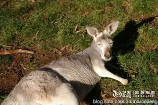南澳大利亚的天然动物世界袋鼠岛