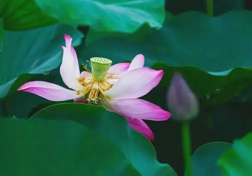 皖美夏日丨滁州夏日绮梦,荷花盛放如诗篇丨520安徽文旅惠民消费季