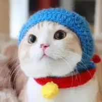 可爱猫咪头像往事突然静止画面中停留着你