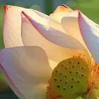 有关莲花意境微信头像微信头像图片大全