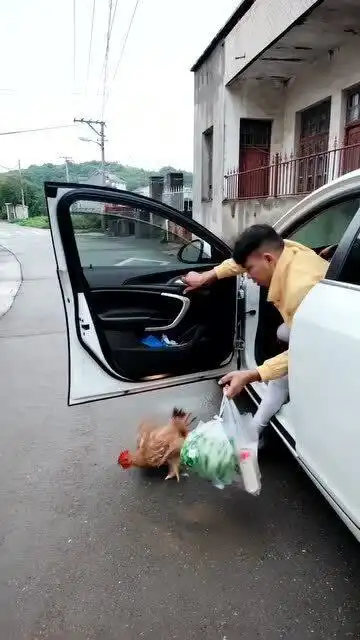 为了改善生活,今天买了只鸡花了一百多,这刚下车跑得比兔子还快