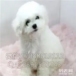 宜昌本地犬舍一出售纯种比熊幼犬一包养活