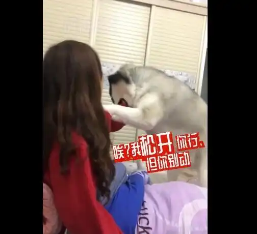 铲屎官掐住哈士奇脖子后,不料却被二哈的血盆大口袭击了